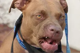 英国10岁男孩被恶犬咬死！比特犬有多危险？被咬了怎么办？图片