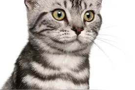 猫为什么能代表猫科动物？什么是猫科动物？图片