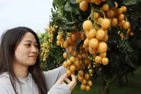 两棵树就能成就百亿产业？什么树这么厉害？图片