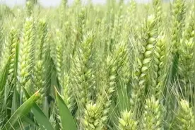 小麦收割已过半，我来算一下小麦账图片