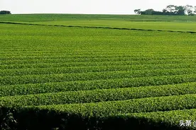 千里江山茶叶图，品茶选对山头很重要图片