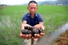 福寿螺为啥不能吃？福寿螺入侵我国52年，农民为何对其深恶痛绝？图片