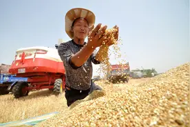 联播+｜夏收时节 习近平“粮”言话农桑图片