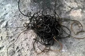 螳螂体内为什么有铁线虫？铁线虫是咋来的？可能寄生到人体内吗？图片