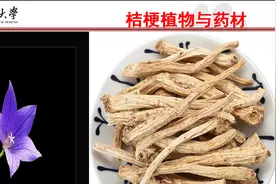 41味化痰止咳平喘中药的性味与功效图片