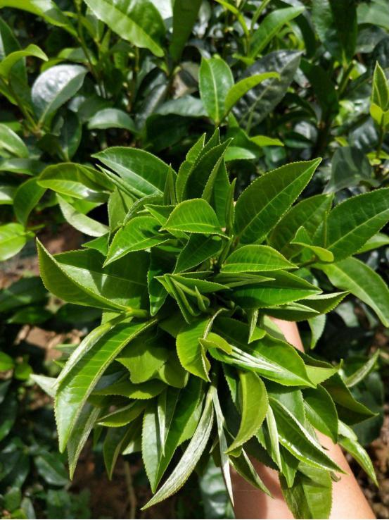 普洱茶中酚氨比与茶叶的品质有什么关系？#青水峰每日分享