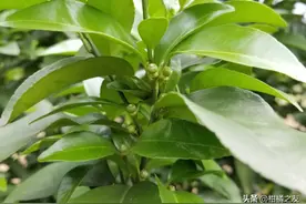 柑橘喷一次保果会成为趋势吗？这四种情况需喷第二次保果！图片