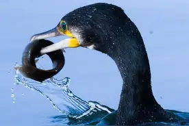 沈阳：丁香湖野生鸬鹚捕鱼引围观图片