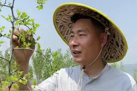 酸枣芽要选这种老酸枣树的嫩芽，由于酸枣仁的影响，现在酸枣芽真的是太火了。#酸枣芽 #东方睡叶 #酸枣芽茶 @抖音自然 @抖音三农视频封面