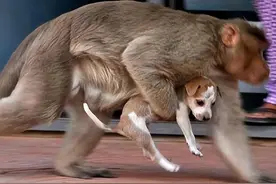 亲身经历——“恐怖”的猴子图片