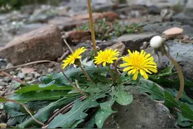 蒲公英的“黄金搭档”被发现，搭配泡水喝，睡得安稳，肝也变干净图片