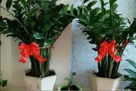 家中养6种植物，寓意美好，招财又旺宅图片