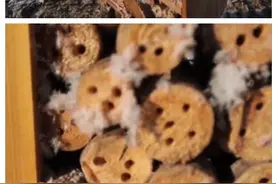 新疆这里的湖景房，竟是“昆虫宾馆”？一只昆虫住一间图片