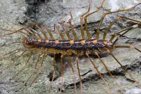 三分钟带你了解蚰蜒和蜈蚣的不同之处，别再傻傻分不清楚图片