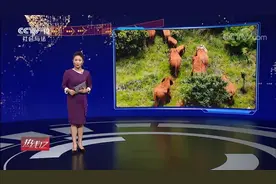 [CCTV12]热线关注 人象情缘 云南总队：博物馆里看“大象” 照片记录温馨瞬间图片