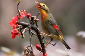 画眉林中啼鸣欢，切莫贪心牢笼关图片