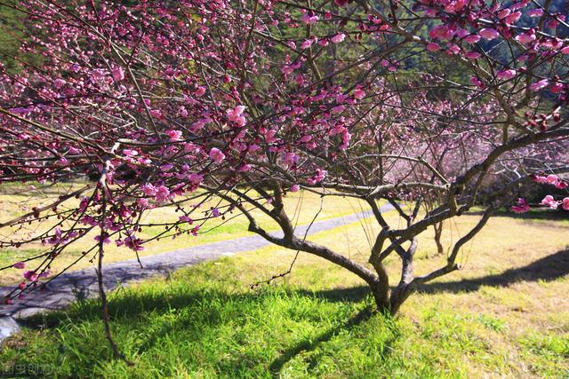 国内氨基酸龙头！上涨趋势打开？（附个股）