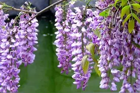 6种“爬藤花”，种院子围墙边，开花一大片，皮实好养美丽如画图片