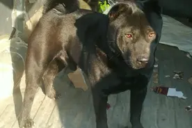 一只土狗竟然要价6万5，大哥：你也不看看这是什么狗图片