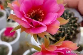 丽花仙人球图片
