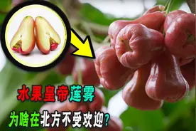 一年四季三季都结果的莲雾，为啥在北方不讨喜？它好吃还是难吃？图片