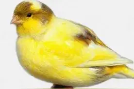 分享图片——美丽的金丝雀集锦图片