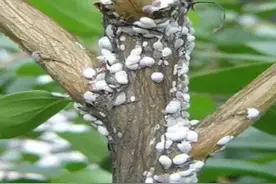 冬季是防治桃树蚧壳虫的关键时期，蚧壳虫防治，分享一些个人经验图片