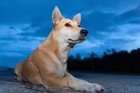 人们都说狗能看见“魂体”！事实上它真的可以看见你看不见的东西图片