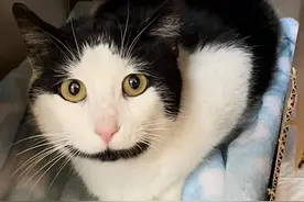 猫妈妈生了七只小奶牛猫，在狗管家的协助下，过上了幸福的喵生图片