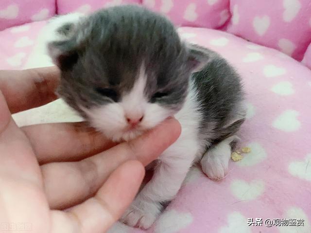 小奶猫快不行的表现，快不行时如何处理，喂养小奶猫注意事项