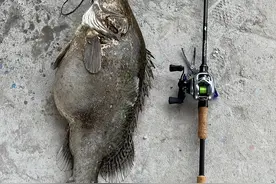 长江禁渔后鱼类“膨胀”了！湖南男子钓获巨型鳜鱼，体长70公分图片
