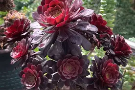 法师度夏，“3件事”不能做，养成手捧花，颜色美，真的绝了图片