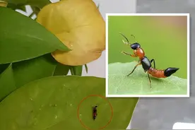 千万别“上手”！隐翅虫来袭，十堰已有不少人中招图片