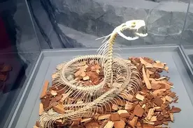 高楼也防不住蛇了？12楼住客养蛇当宠物，蛇外逃后如何爬到17楼？图片