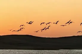 诗经●秦风●黄鸟图片