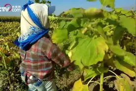 4K实拍 | 5000余亩葵花熟了，这道工序一定得人工完成图片