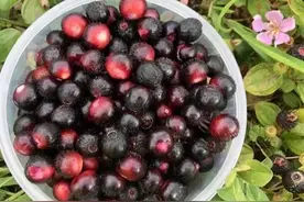 地菍的主要成分及利用价值图片