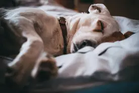 狗狗也会中风？养犬人不能忽视的3大征兆预警图片