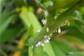 阳台盆花主要虫害诊治方法图片