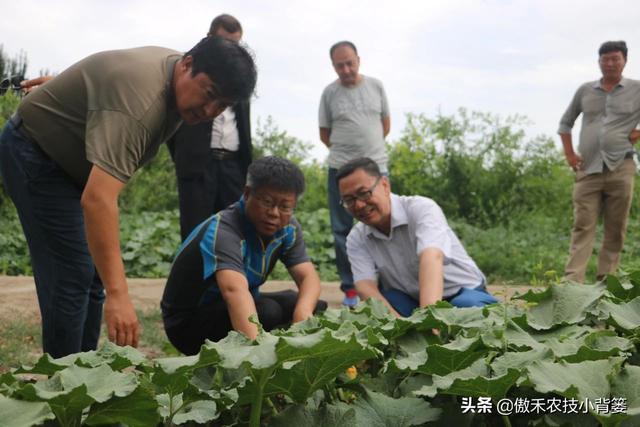 怎么快速诊断作物是否缺氮、缺磷、缺钾？农民只需记住三句顺口溜
