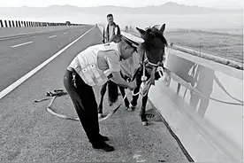 “淘气”的马儿高速上“撒欢”，山西高速交警上演“抓马大战”图片