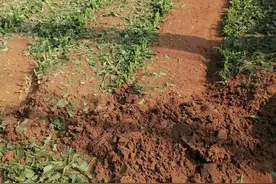 六月中旬，空前的天灾使威海农民损失惨重，破坏场景令人毛骨悚然图片