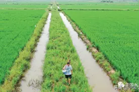 我国稻渔综合种养产业化发展典型案例与经验启示图片