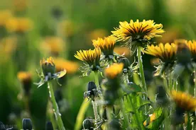 来自70岁母亲的醒悟：在女儿家居住了5年，最终还是要回自己的家图片