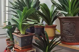 春天养君子兰，牢记“5个秘诀”，叶子杠杠厚，花箭窜老高图片