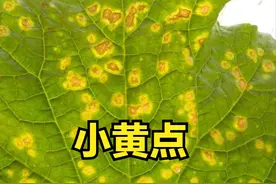 蔬菜叶上有斑点不奇怪，为何还区分白点、黄点、绿点？这是秘密图片