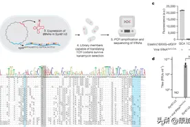 人工合成的大肠杆菌可以更好的抵御病毒图片