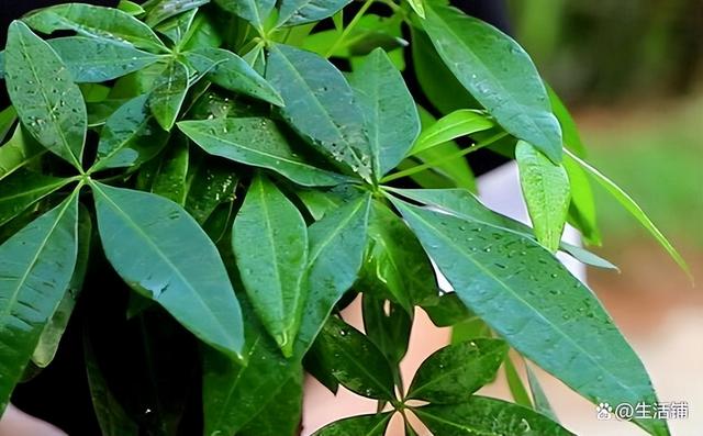 发财树的养殖方法和注意事项，4个技巧，茂密葱绿长老高