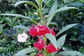 奶奶的风仙花图片