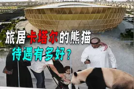 同样是租借大熊猫，为啥卡塔尔一次就成功！印度却被拒绝14次图片